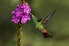 Rufous tailed hummingbird-Costa Rica Art Print
